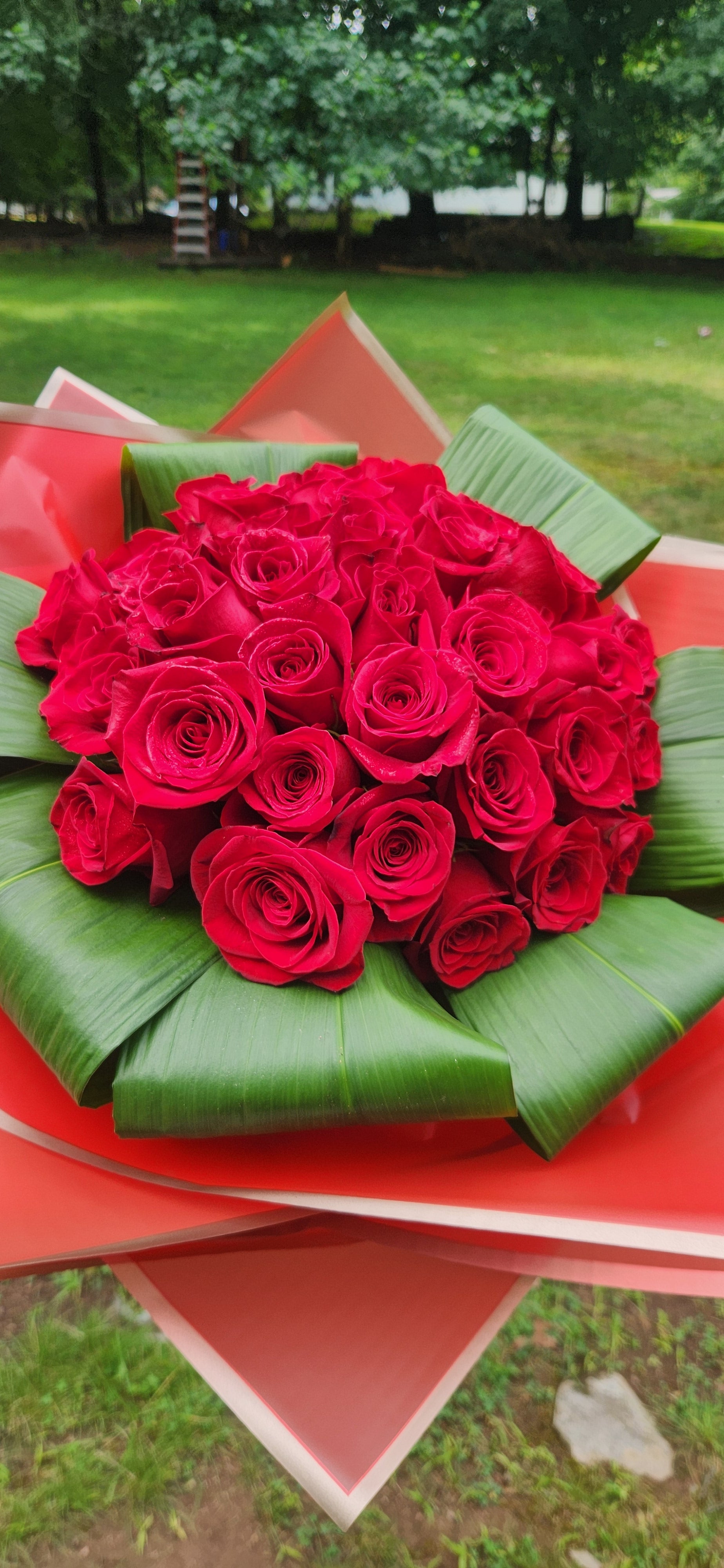 Premium Fresh Roses